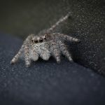 Gigantes de Oito Patas: Conheça as Maiores Aranhas do Mundo